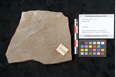 Foto (Objekt + Etikett) von Plantae indet.  (NHMW-GEO-2024-0188-11565)